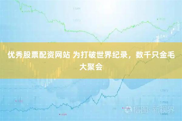 优秀股票配资网站 为打破世界纪录，数千只金毛大聚会