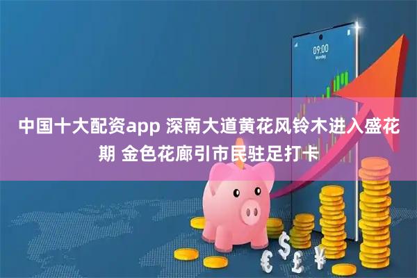 中国十大配资app 深南大道黄花风铃木进入盛花期 金色花廊引市民驻足打卡